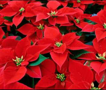 Poinsettia Purchases